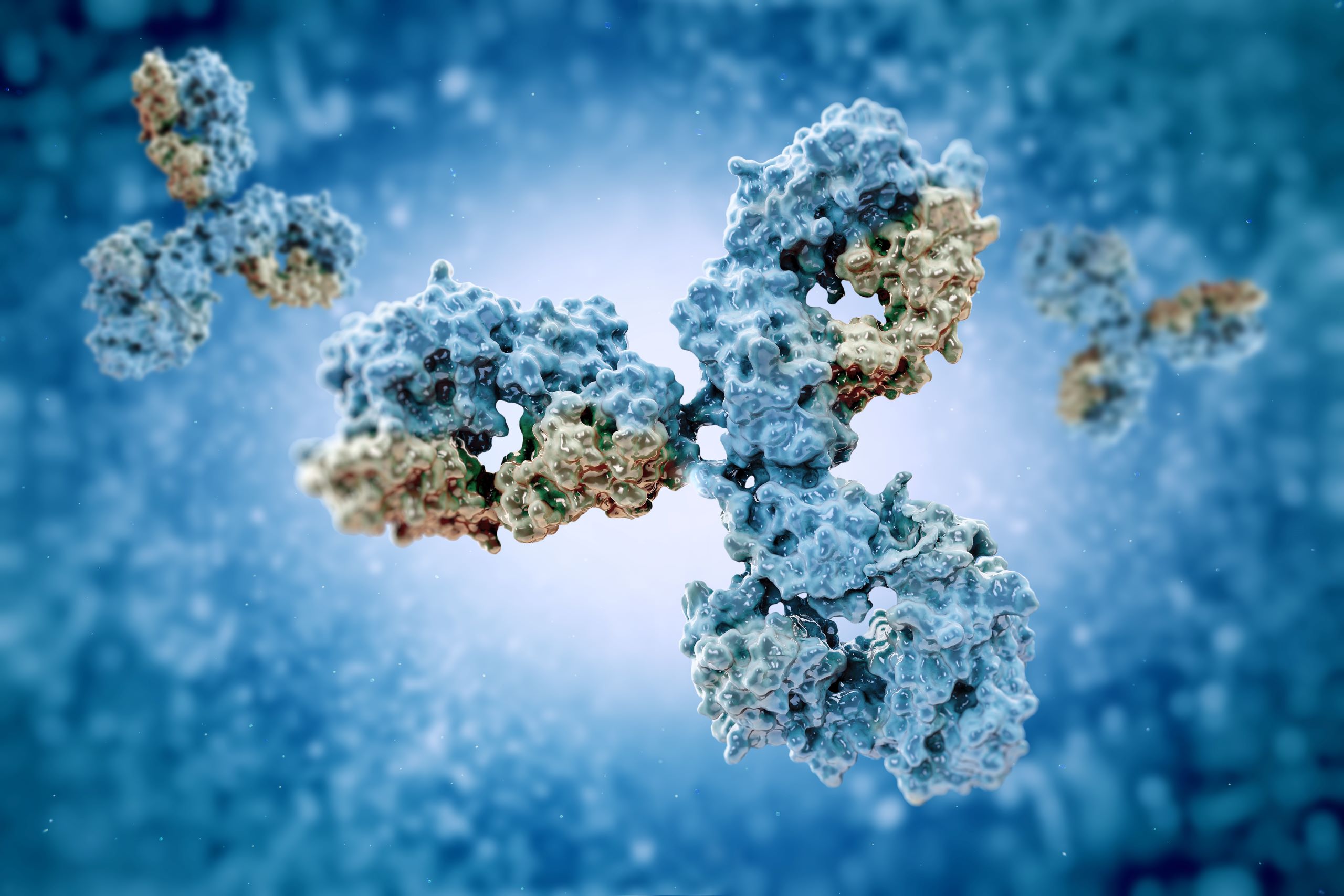 Molecular model of immunoglobulin