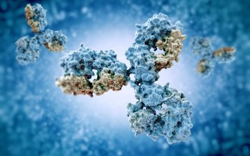 Molecular model of immunoglobulin